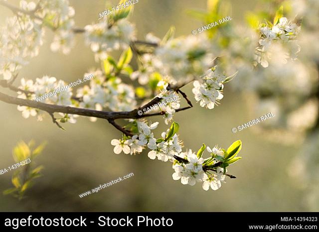 Branch with plum blossoms, back light, Eggenertal, Germany, Baden-Wuerttemberg, Markgräflerland