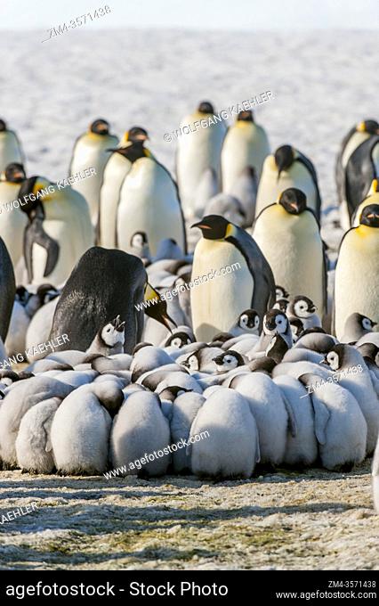 Emperor penguin (Aptenodytes forsteri) chicks huddling to stay warm in the colony on the sea ice at Snow Hill Island in the Weddell Sea in Antarctica