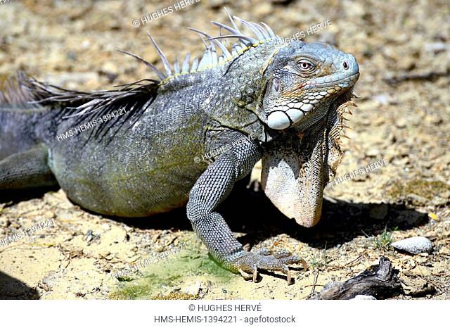 Dutch West Indies, Bonaire island, Washington Slagbaai National Park, green iguana (Iguana rhinolopha, Iguana iguana)