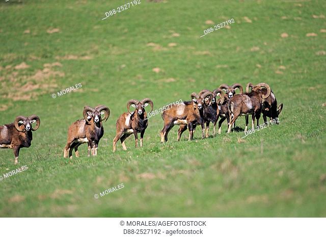France, Haute Saone, Private park, Mouflon Rams Ovis ammon musimon, male, adult