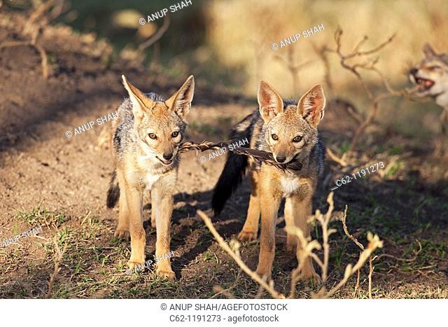 Black-backed jackal (Canis mesomelas) pups 6-9 months old playing with a vulture feather, Maasai Mara National Reserve, Kenya