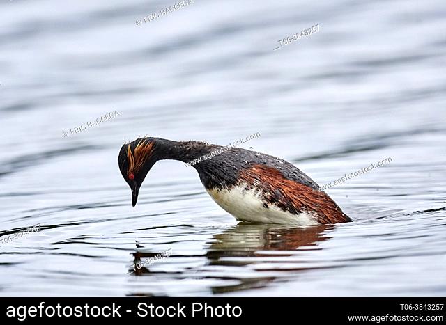 Black-necked Grebe diving (Podiceps nigricollis) in summer plumage on water. Cher Valley. France