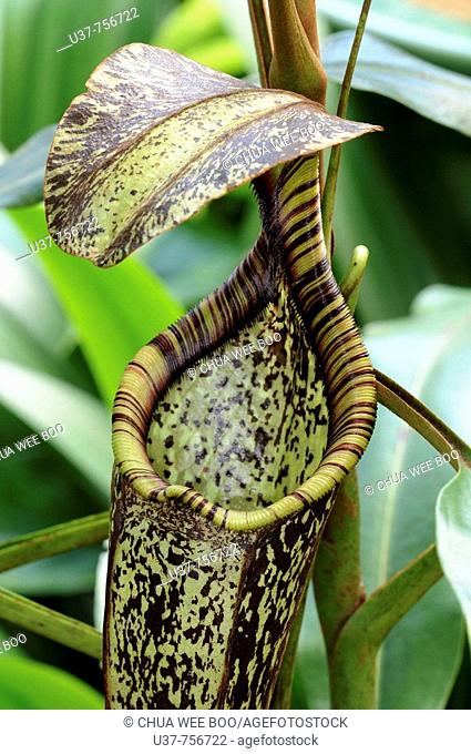 Nepenthes Rafflesiana-A widely spread species in Malaysia, Brunei and Indonesia, grows in Kerangas & swamps forest. Easily indentified by two wing like...