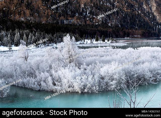 Hoarfrost covers the bushes and trees at the inlet of the Isar into the Sylvenstein reservoir in the Bavarian Alps. In the foreground the turquoise waters of...