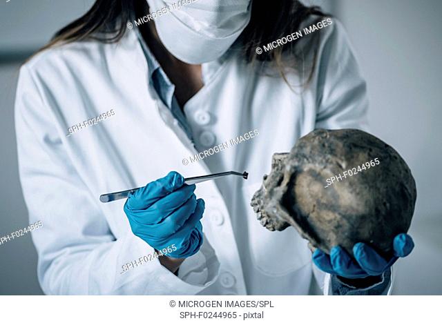 Forensic Science in Lab. Forensic Scientist examining skull for evidence