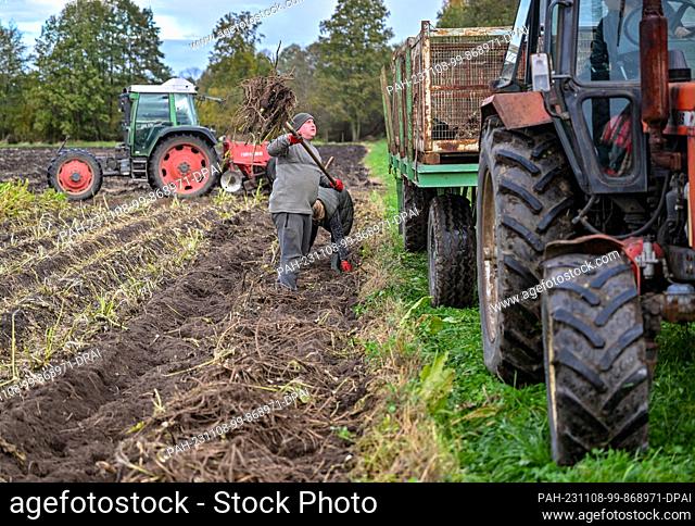 08 November 2023, Brandenburg, Lübbenau: Harvest workers from the Spreewald vegetable farm load a trailer with freshly harvested horseradish roots