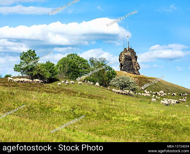 Germany, Saxony-Anhalt, Harz, Quedlinburg, Ballenstedt, landscape in the Harz foreland, flock of sheep at the Gegensteine rock formation