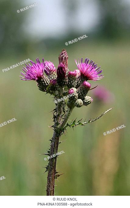Marsh Thistle Cirsium palustre - Loenense Hooilanden, Lampenbroek, Klarenbeek, Veluwe, Guelders, The Netherlands, Holland, Europe