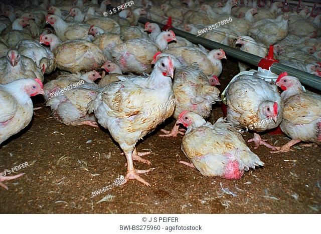 domestic fowl Gallus gallus f. domestica, countless broiler chickens jammed together in a hen house in industrial farming in desolate state
