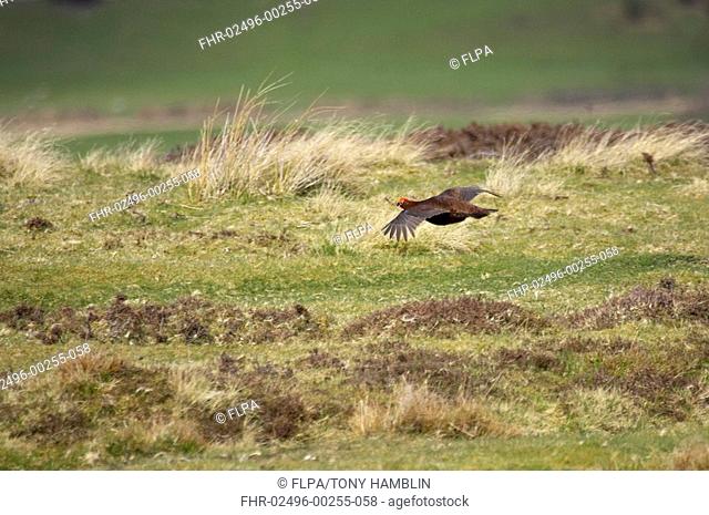 Red Grouse Lagopus lagopus scoticus adult male, in flight over moorland habitat, Yorkshire, England, spring