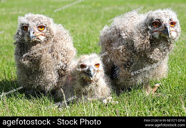 10 June 2021, Mecklenburg-Western Pomerania, Marlow: Three eagle owls - four and two weeks old - sit on the lawn in the bird park