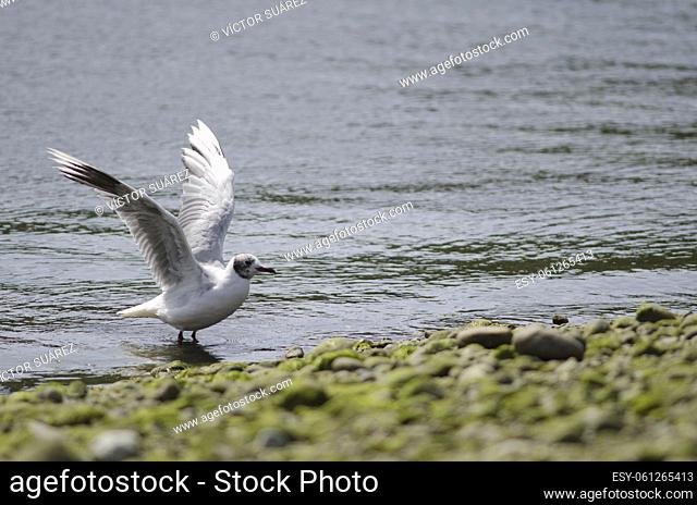 Brown-hooded gull (Chroicocephalus maculipennis) flapping wings. Angelmo. Puerto Montt. Los Lagos Region. Chile