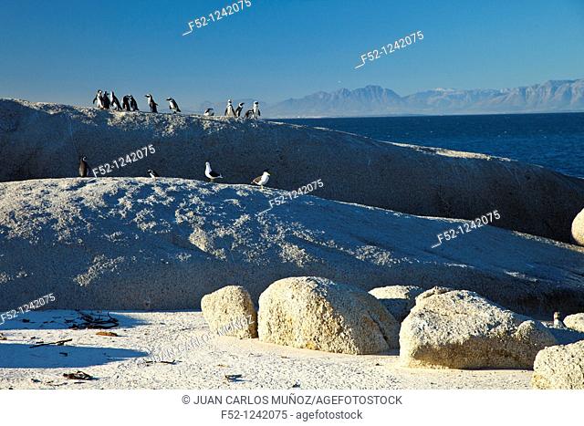 African Penguin (Spheniscus demersus) and Cape Gull (Larus dominicanus vetula), Boulders Beach, Table Mountain National Park, False Bay, South Africa
