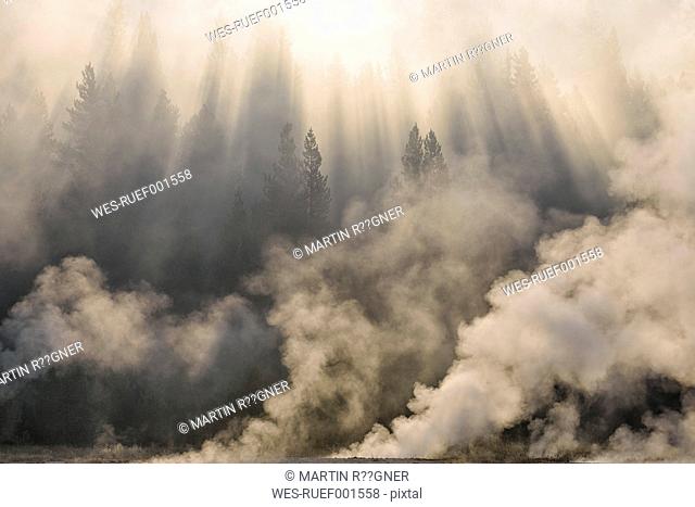 USA, Wyoming, Yellowstone National Park, steam from hot thermal springs rising up in forest near Firehole River at morning
