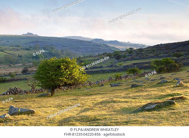 View of small hawthorn tree and remains of walled enclosures at sunrise, with Greator Rocks and Hound Tor in distance, Emsworthy Farm, Dartmoor N.P
