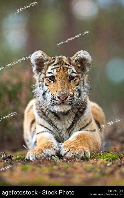 Bengal Tiger ( Panthera tigris ), young cute cub, resting on the ground of a forest, frontal view, showing its huge paws