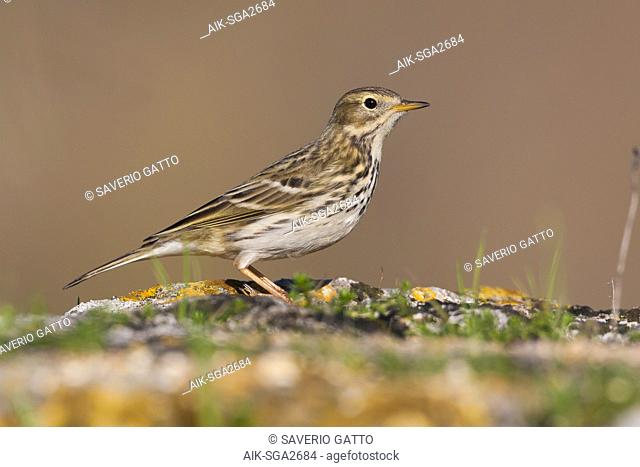 Meadow Pipit (Anthus pratensis), adult standing on the ground