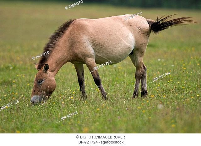 Przewalski's Horse, Asian Wild Horse or Mongolian Wild Horse (Equus ferus przewalskii), outdoor enclosure, Bavarian Forest, Bavaria, Germany, Europe