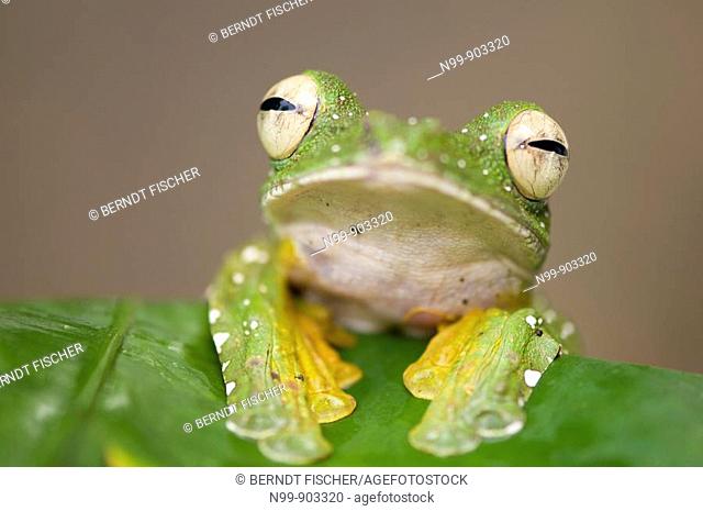 Wallace`s Flying Frog Rhacophorus nigripalmatus Danum Valley rainforest Sabah Borneo Malaysia
