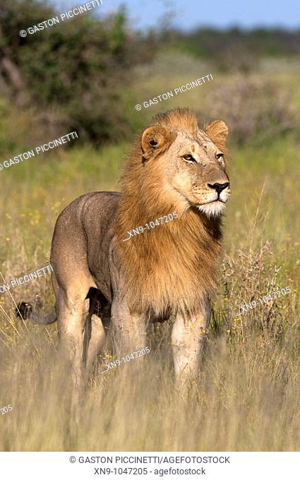 African lion Panthera leo - Male, Etosha National Park, Namibia