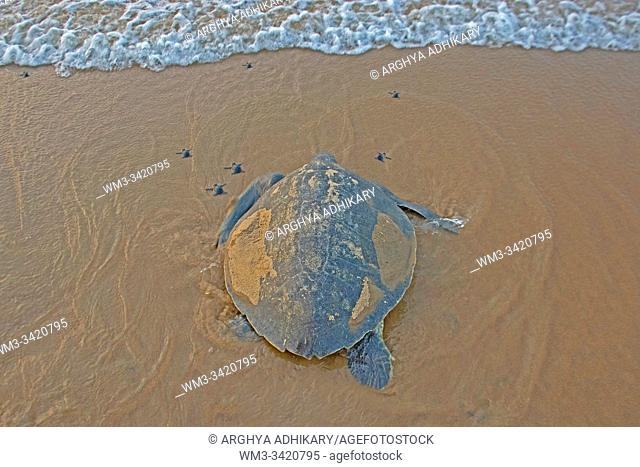 An Olive Ridley Turtle with some hatchlings are returing to the depths in Odisha, India