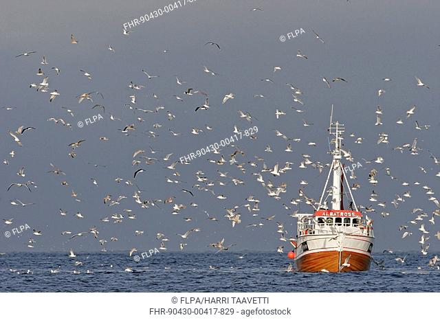 Fishing boat at sea, surrounded by flock of gulls, Varanger Fjord, Northern Norway, march