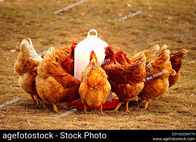 Gruppe Hühner in Freilandhaltung am Futtertrog