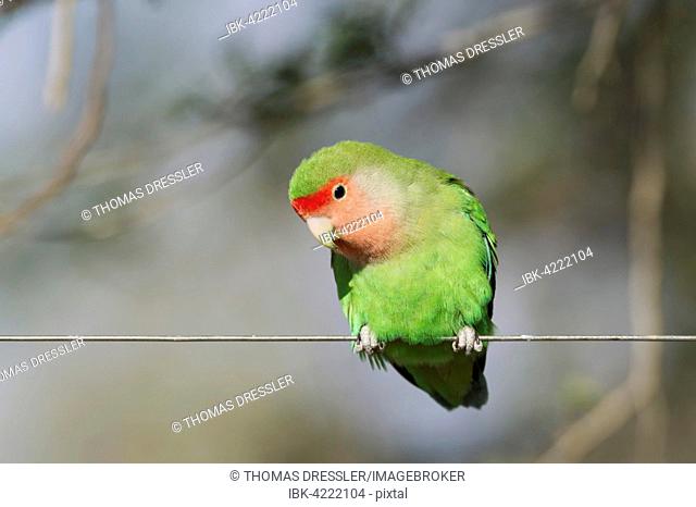 Rosy-faced lovebird (Agapornis roseicollis) adult on wire fence, South-east Namibia