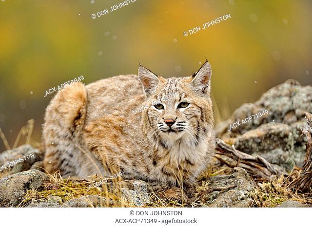 Bobcat (Lynx rufus) Captive young individual in late autumn mountain habitat, Bozeman, Montana, USA