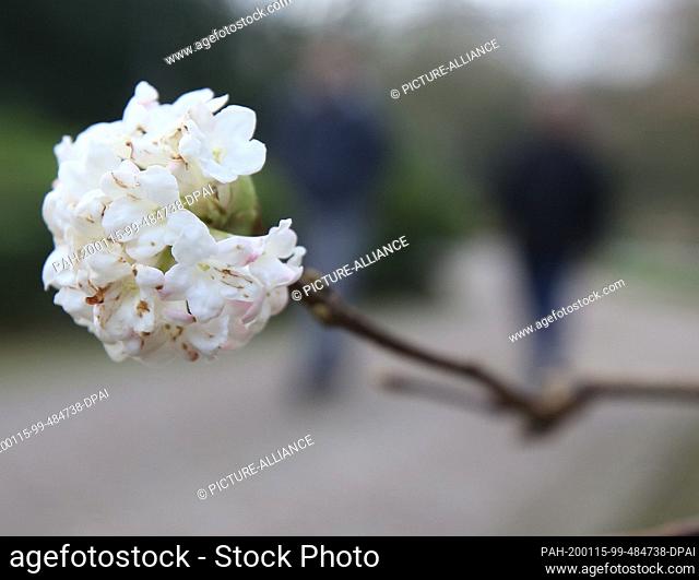 15 January 2020, North Rhine-Westphalia, Essen: Walkers walk past the blossom of a honeysuckle bush in Gruga Park. The German Weather Service expects...