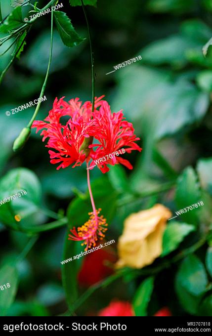 schöne bunte rote blüte aus dem regenwald hochformat