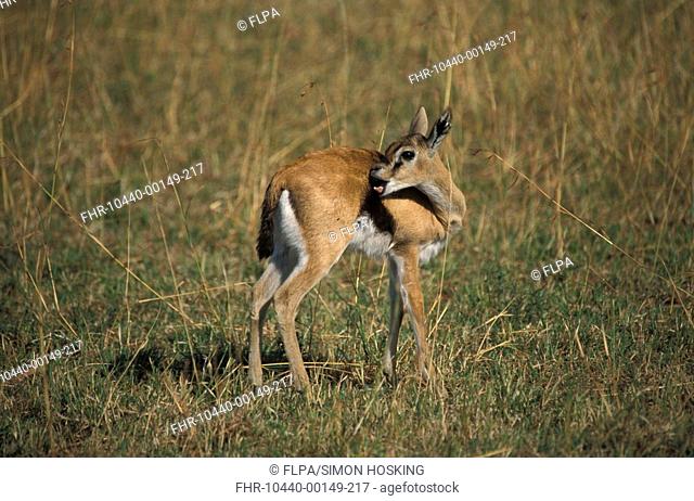 Thomson's Gazelle Gazella thomsoni Young calf licking its back