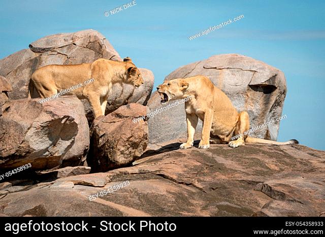 Lioness sits snarling at another on rock