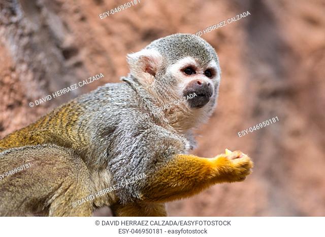 Cute squirrel monkey Saimiri sciureus . Funny monkey