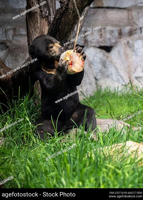 18 July 2023, Berlin: A Malayan bear eats an ice bomb. When temperatures are high, animals in the zoo are given ice bombs - snacks frozen in water - to cool...