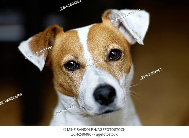 Portrait of Jack Russell terrier