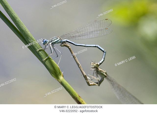 White-legged Damselflies mating, Platycnemis pennipes, Blue Featherleg, a distinct damselfly with white legs. Length is 32mm