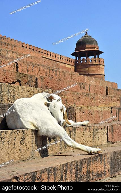 India, Uttar Pradesh, Unesco World Heritage Site, Fatehpur Sikri, On the stairs of Jama Masjid (16th C), the Great Mosque.