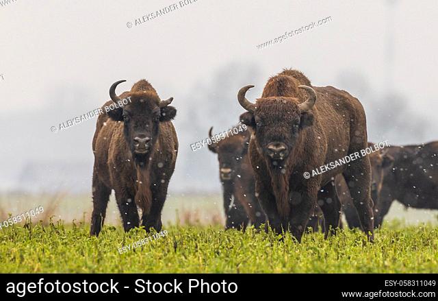 European Bison herd feeding in snowfall with old bull in foreground, Podlaskie Voivodeship, Poland, Europe