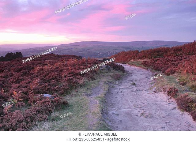 View of footpath on heather moorland at sunset, Ilkley Moor SSSI, Rombalds Moor, Ilkley, Wharfedale, West Yorkshire, England, september