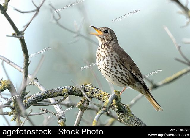 Song Thrush ( Turdus philomelos ) perched in an elder bush, singing its song, beautiful image of a popular songbird, wildlife, Europe