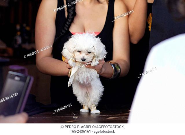 A girl holds a small white puppy, characterized Roman, Galician party in interest of Arde Lucus in the town of Lugo