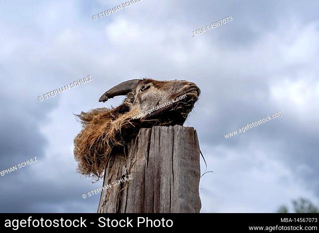 Goat head, carcass, wooden stake, Germany