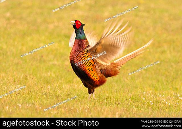 15 April 2023, Lower Saxony, Wangerooge: 15.04.2023, Wangerooge. A male pheasant (Phasianus colchicus) stands on a dike of the East Frisian island Wangerooge on...