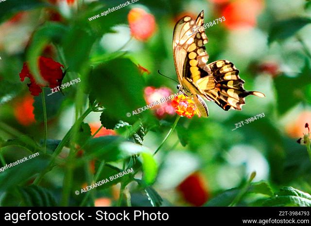 Giant swallowtail butterfly feeds off a Lantana plant in Mesa, Arizona