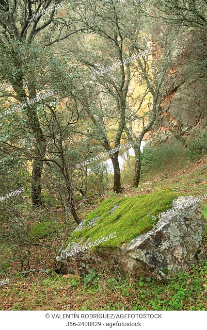 oak forest (Quercus ilex and Quercus faginea) on the banks of the river Estena in Boquerón del Estena route, national park Cabañeros. Ciudad Real