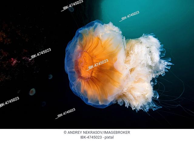 Lion's mane jellyfish (Cyanea capillata), Norwegian Sea, Northern Atlantic, Norway
