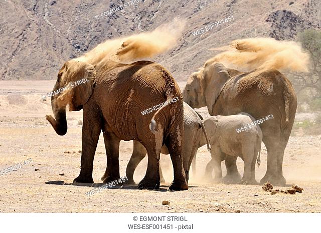 Africa, Namibia, Kaokoland, group of four rare Namibian desert elephants, Loxodonta africana, at Hoanib River