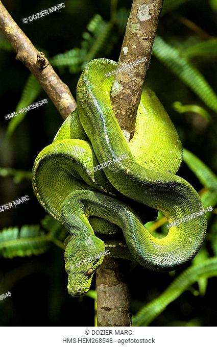 Papua New Guinea, Southern Highlands Province, Hulis Tribe, region of Tari, village of Kobe Dumbiali, Green Tree Python Morelia viridis