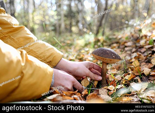 Hands of boy cutting mushroom in forest